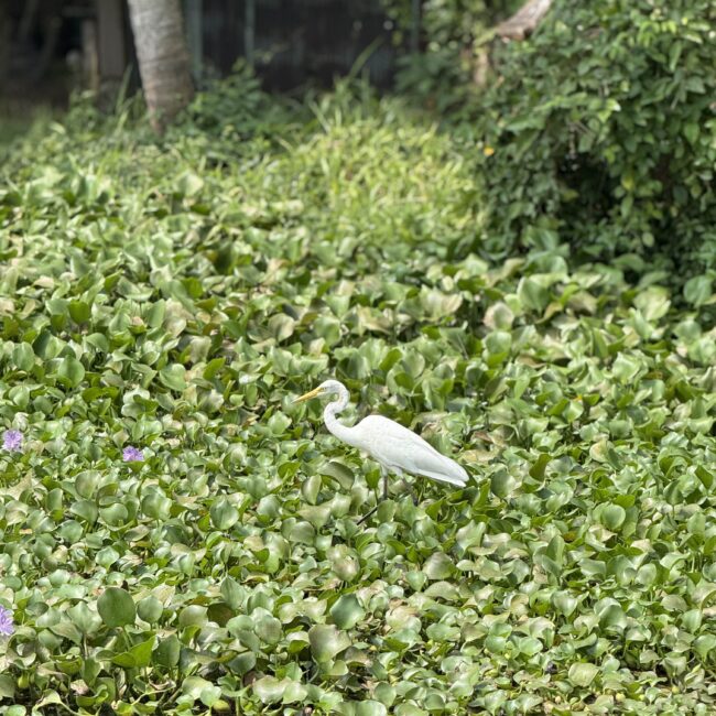 bird